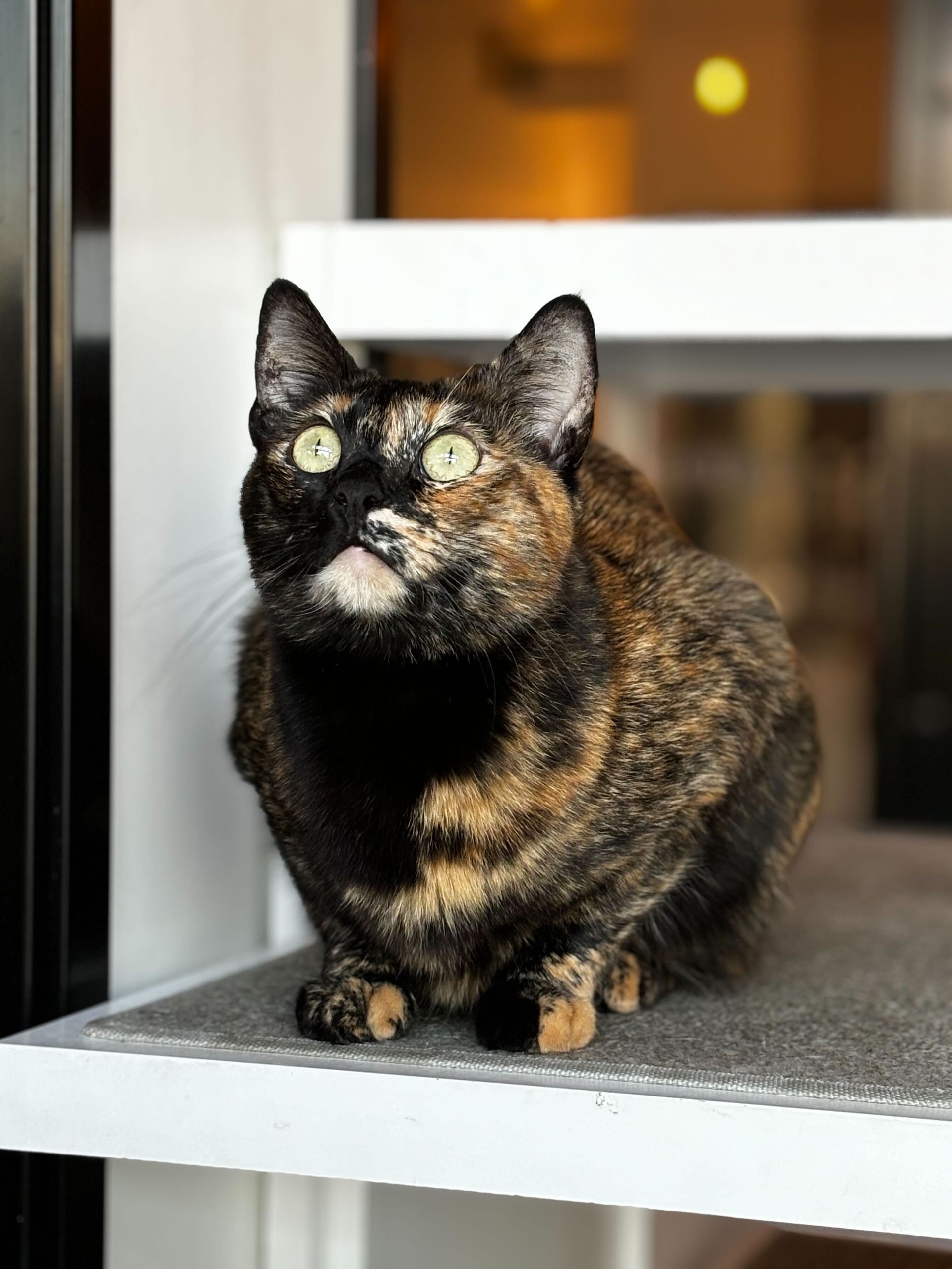 A calico cat is sitting on top of a white shelf.