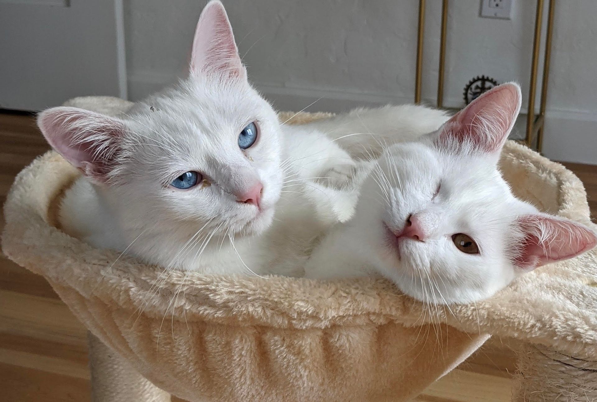 Two white cats with blue eyes are laying in a cat tree.