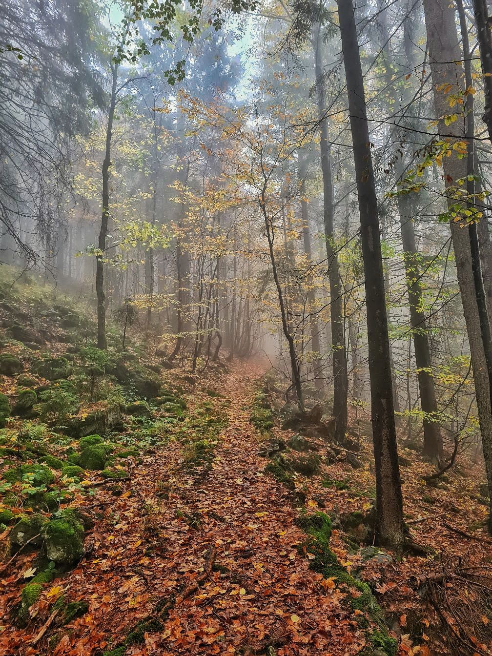 Alter Steig im Bayerischen Wald