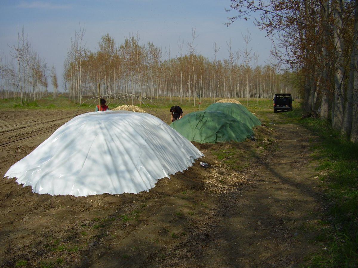 Metodo di coltivazione energetico