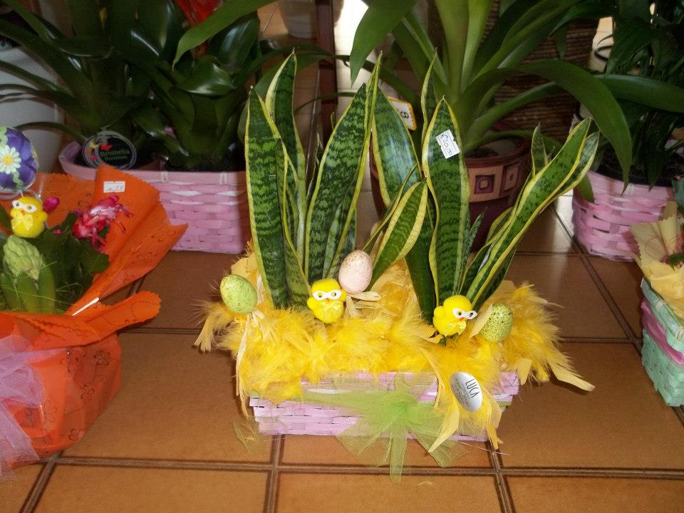 pianta con decorazione