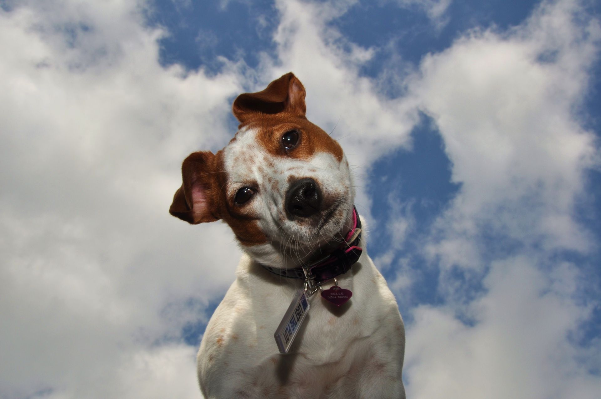 Cane che appoggia la testa su un libro aperto accanto a una candela accesa e dei fiori all'aperto.