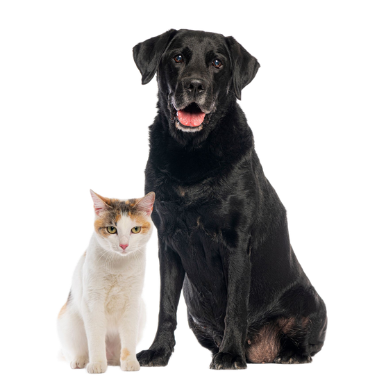 Un gatto e un cane nero sono seduti uno accanto all'altro; il gatto è bianco, marrone e arancione; il cane è nero e ha la bocca aperta.