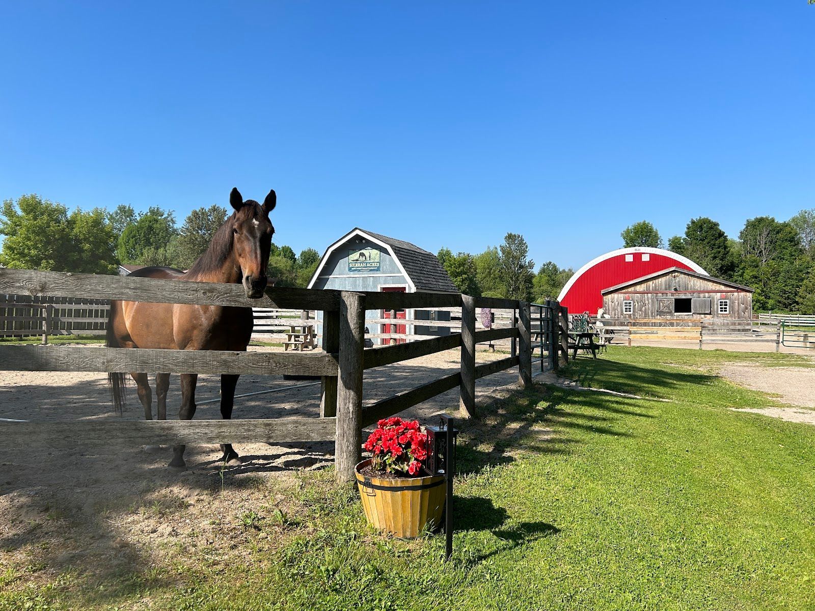 A person is riding a horse through a grassy field.