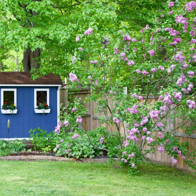 A Blue Shed With Purple Flowers in Front of It — Brendan's Landscaping and Fencing In Avoca, QLD