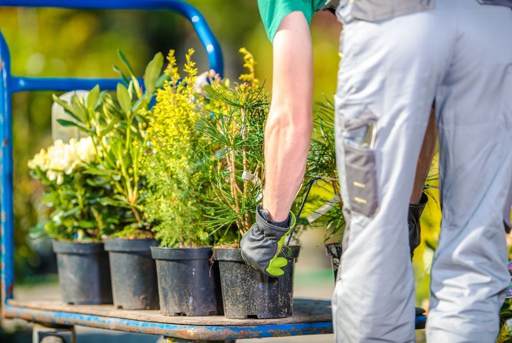 A Man is Carrying Potted Plants on a Cart — Brendan's Landscaping and Fencing In Bundaberg, QLD