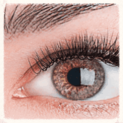 Brows & Lashes