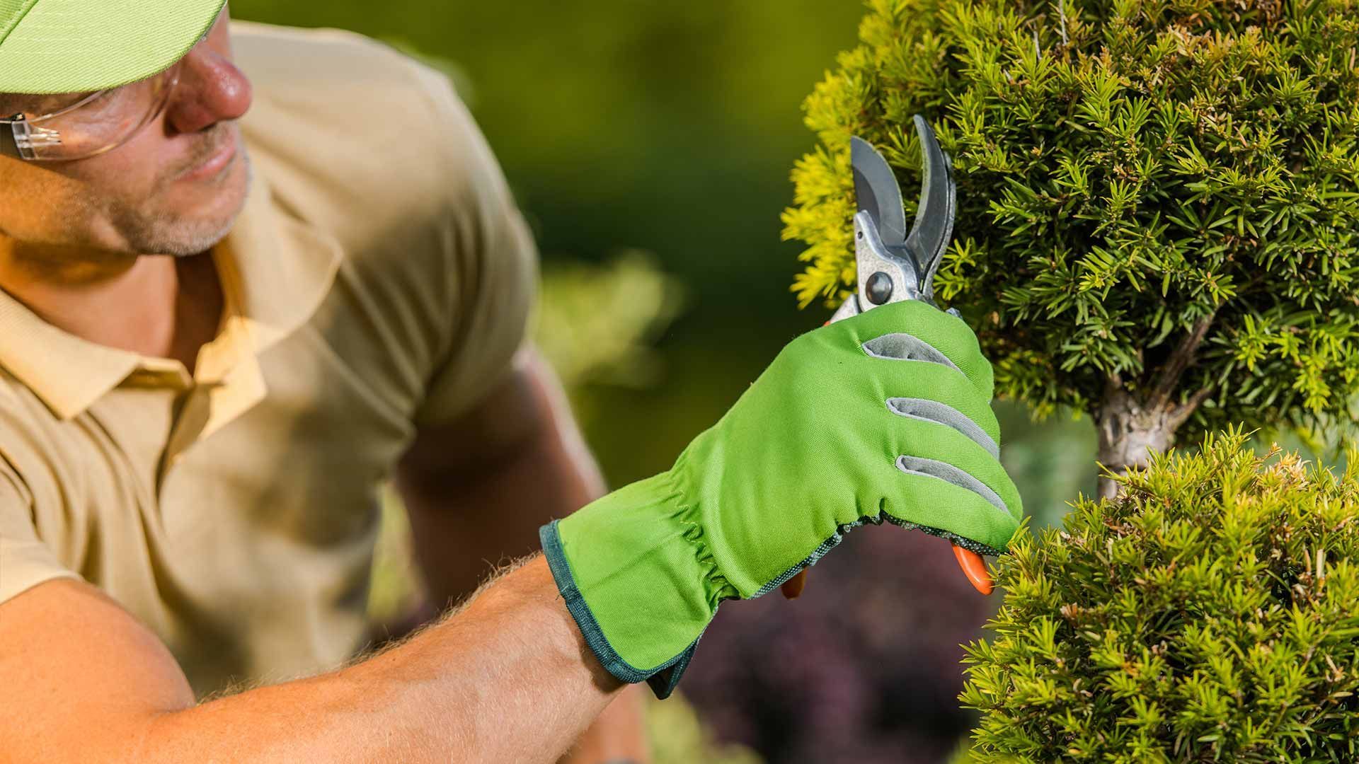 Pruning vs Trimming Tips to Enhance Your Landscape
