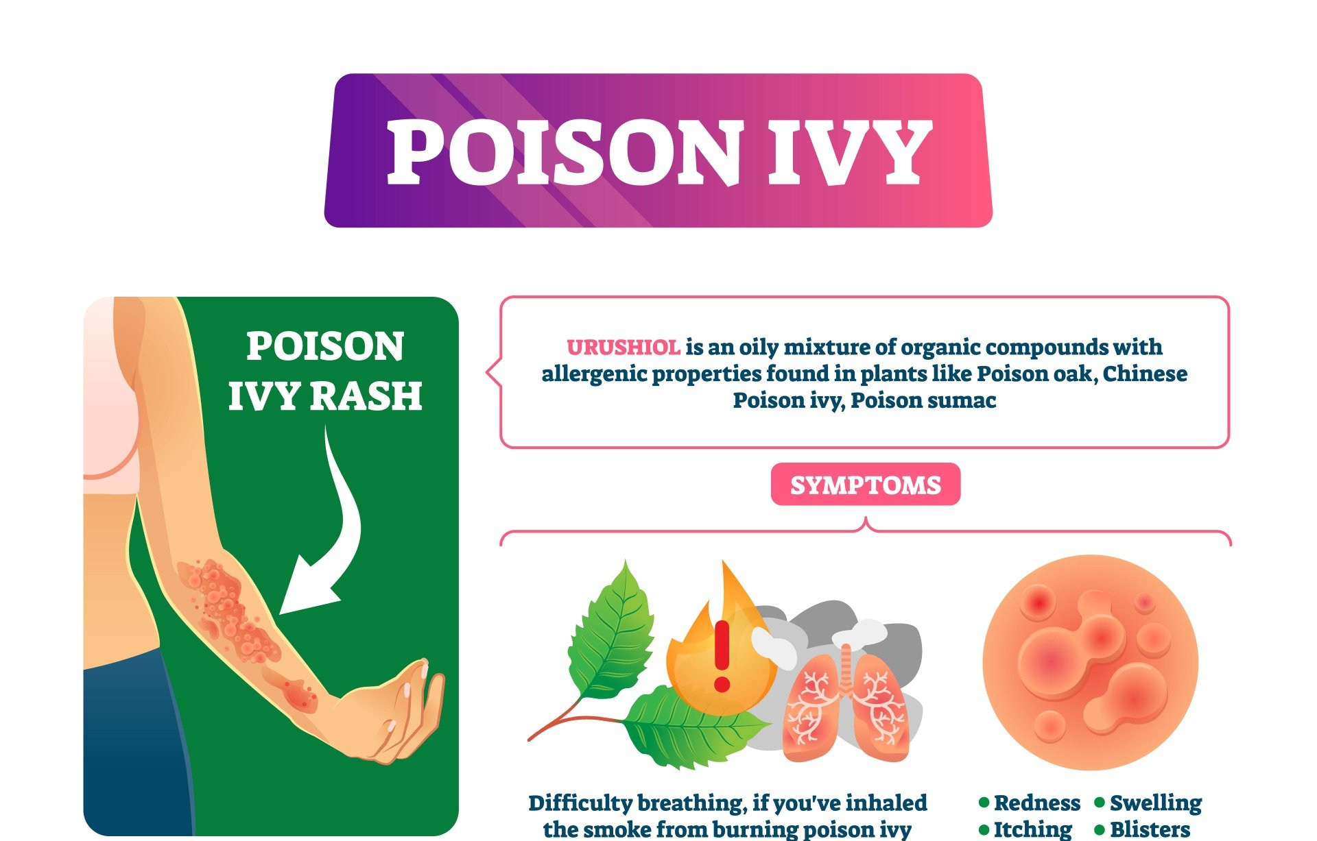 poison ivy illustration