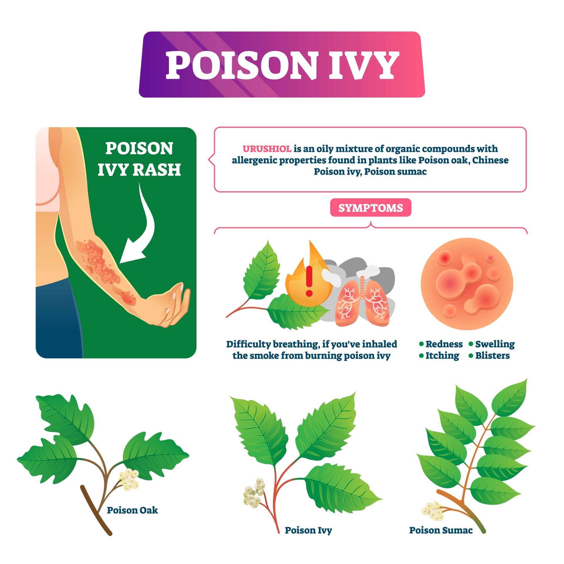 Poison Ivy Illustration