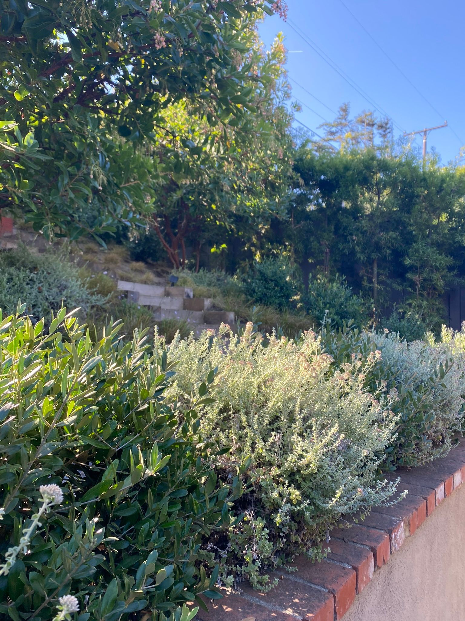 Green shrubbery lines a brick-edged pathway, with trees and a sunny sky in the background.