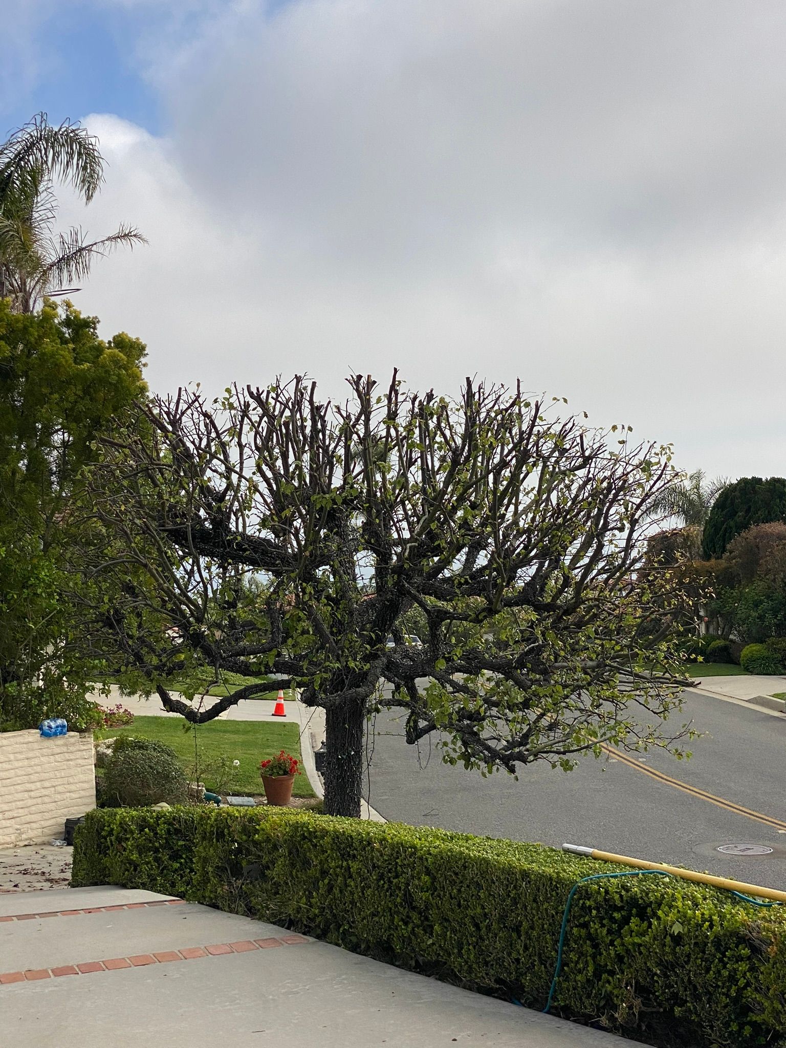 Tree with green foliage on a hillside next to a road, partially trimmed branches visible.