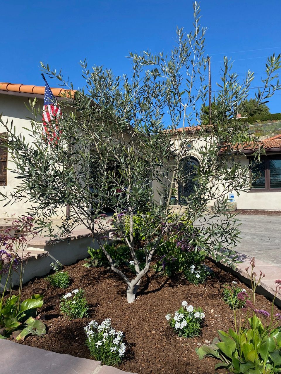 Olive tree in a garden bed with white flowers, in front of a building. An American flag flies in the background.