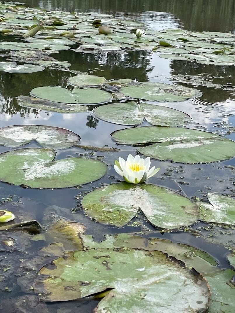 A white water lily is surrounded by green leaves in a pond.