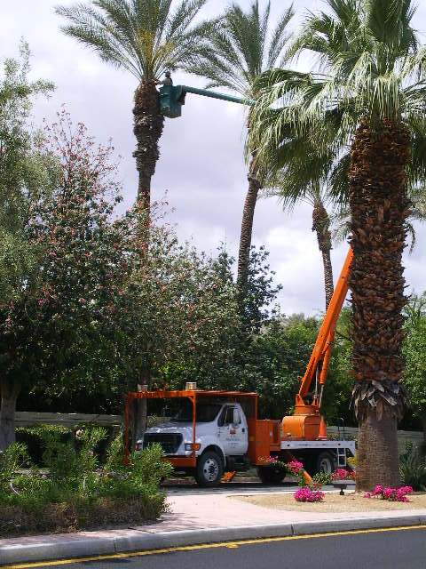 Tree beautification -  landscape design in Thousand Palms, CA