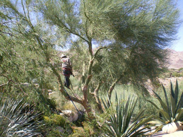 Worker in action -  landscape design in Thousand Palms, CA