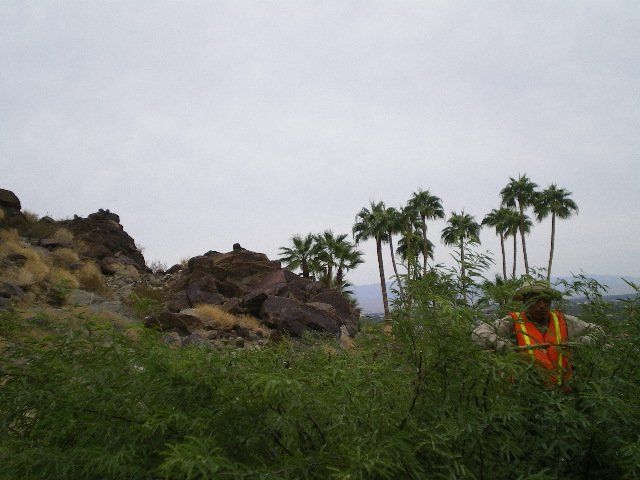 Trimming 2 -  landscape design in Thousand Palms, CA
