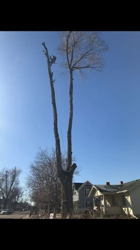 A man is climbing a tree in front of a house.