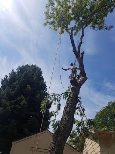 A man is climbing a tree with a rope attached to it.
