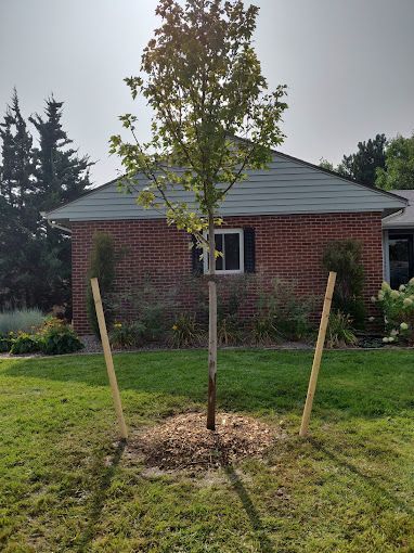 A tree in a yard in front of a brick house.
