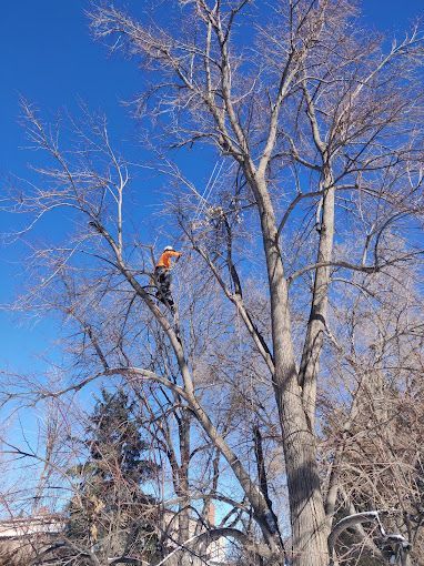 A man is climbing a tree with a chainsaw on a sunny day.