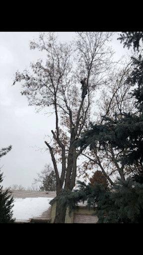 A man is climbing a tree with a chainsaw.