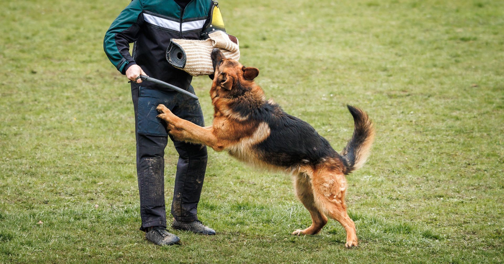 A man is playing with a german shepherd dog in a field.