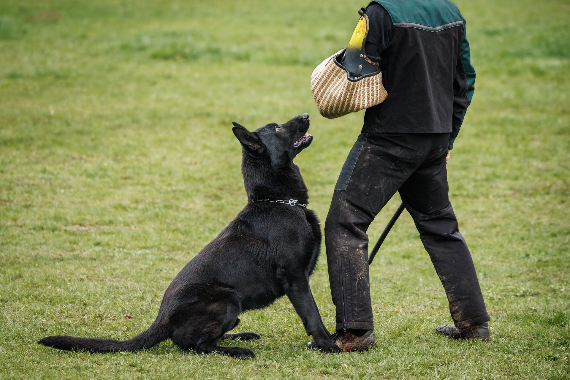 A man is playing with a black dog in a field.