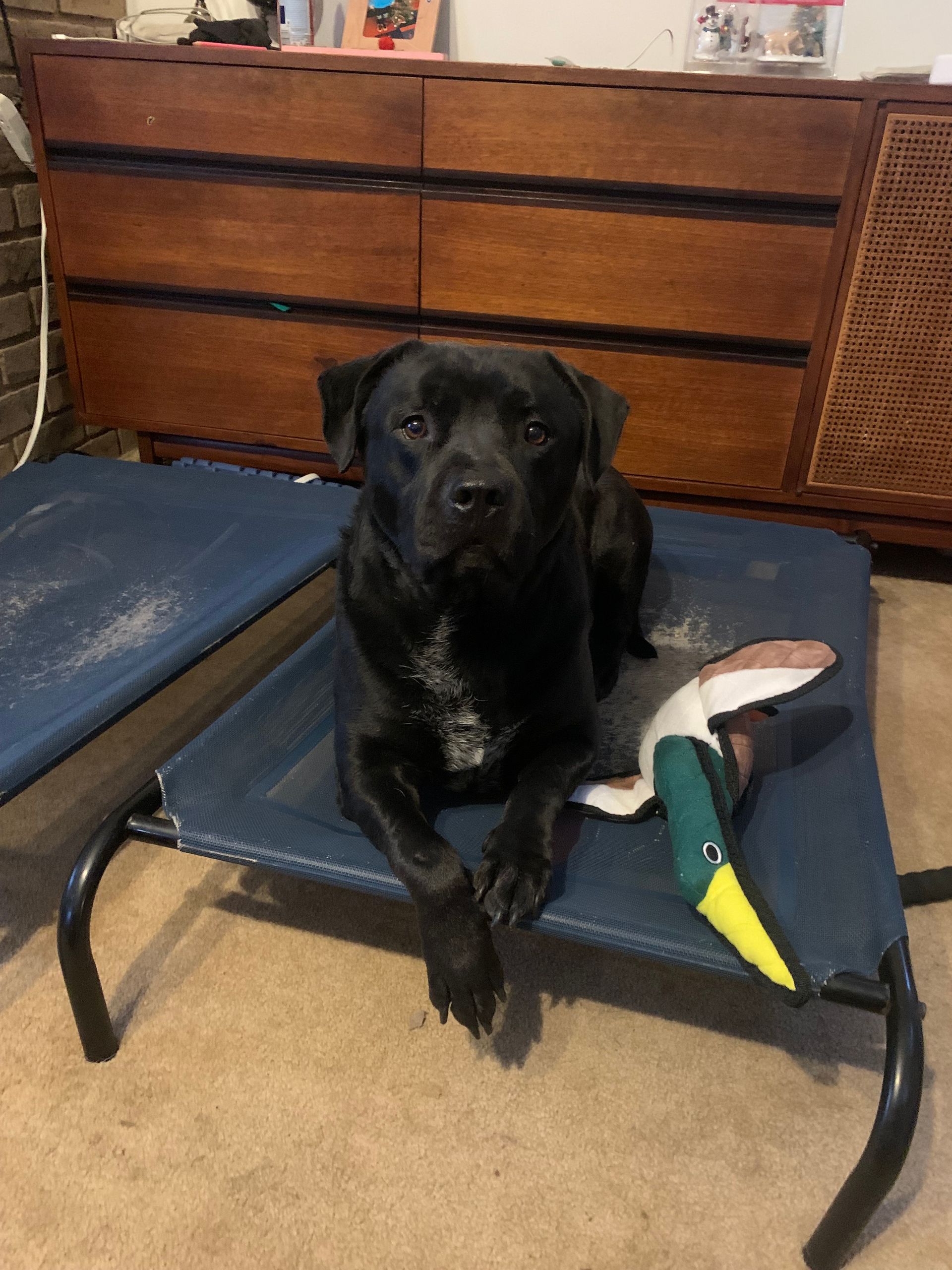 A black dog is laying on a bed next to a stuffed duck.