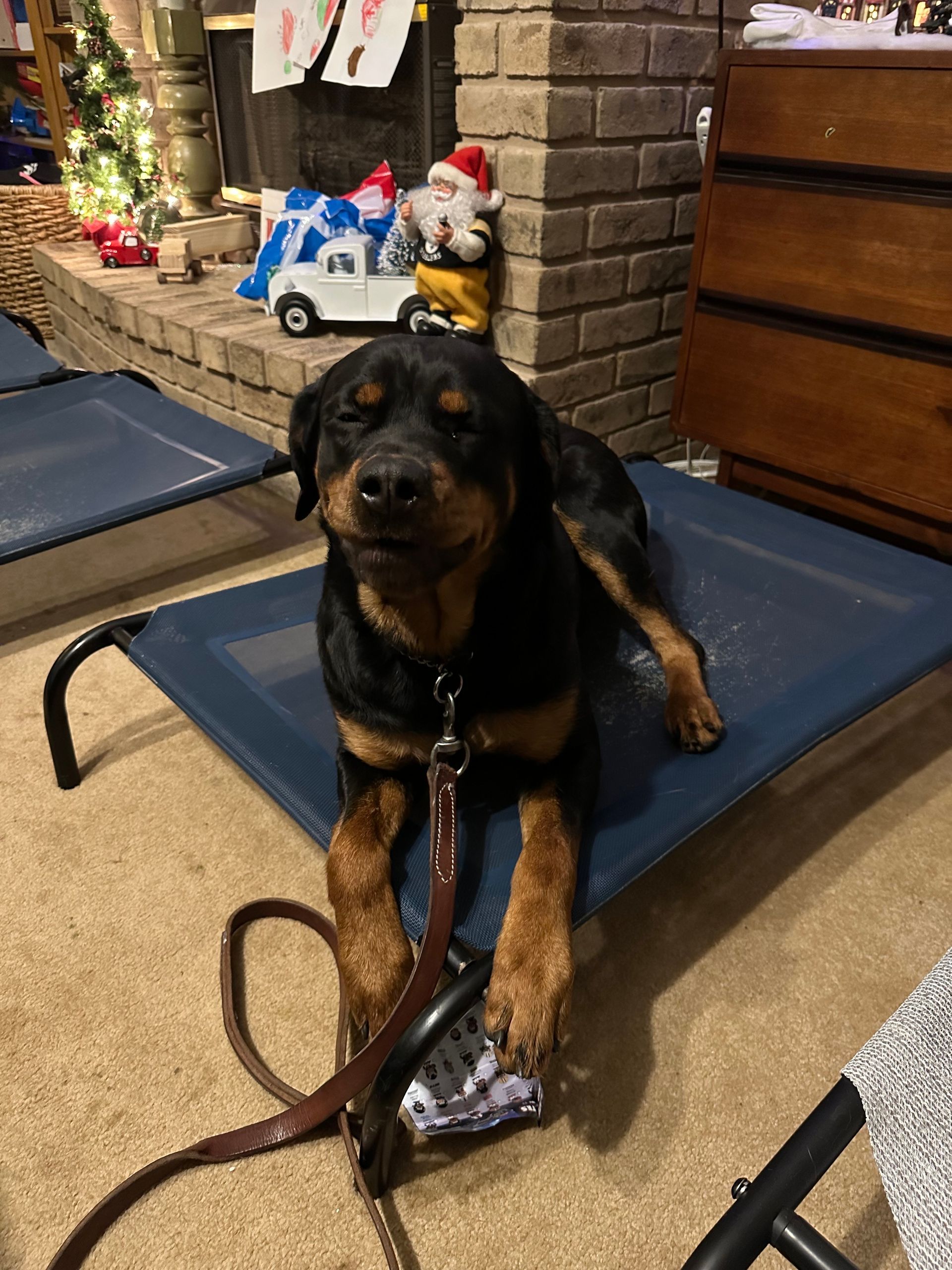 A rottweiler dog is laying on a dog bed in a living room.