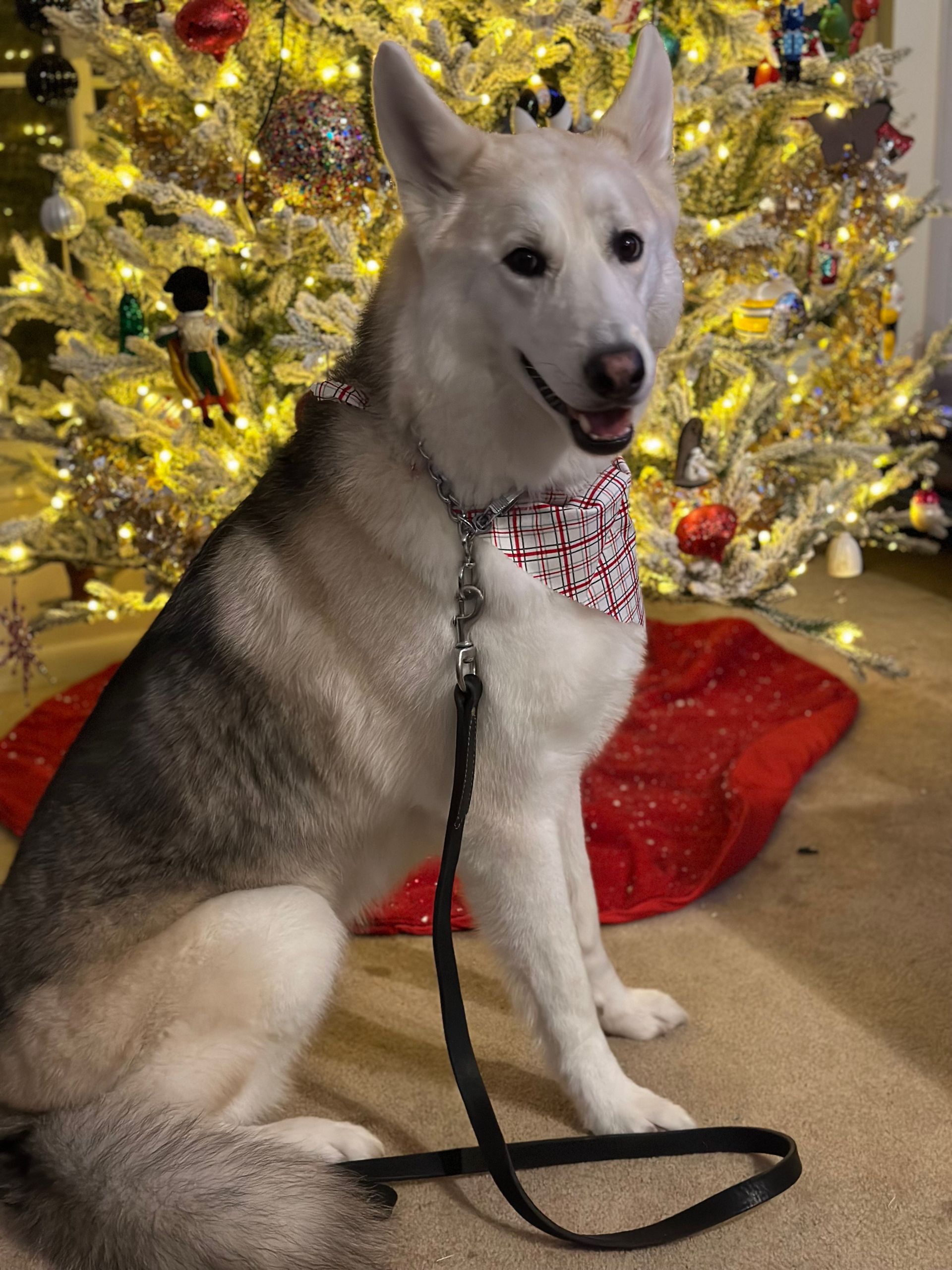 A husky dog wearing a bandana is sitting in front of a christmas tree.