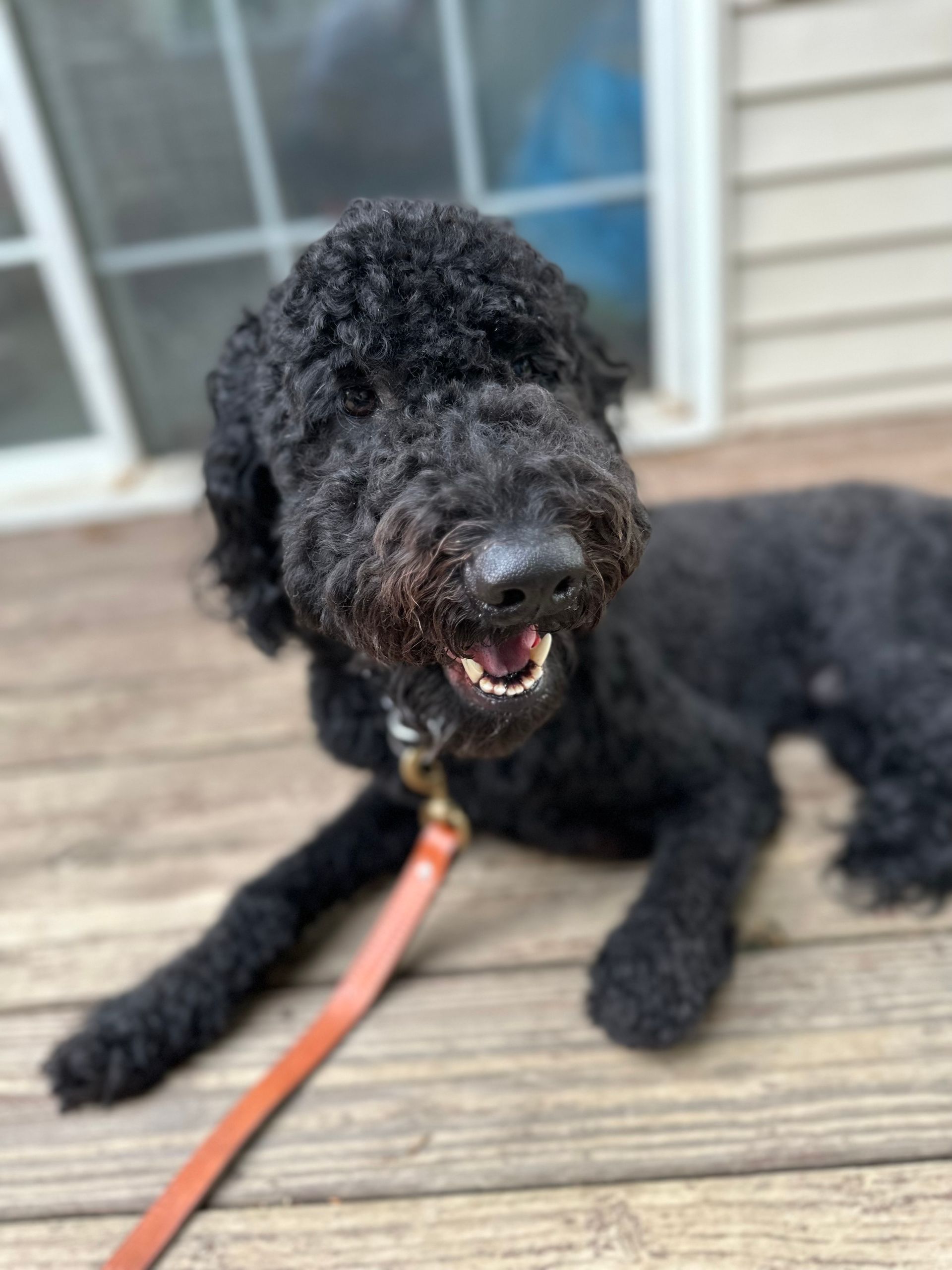 A black dog is laying on a wooden deck on a leash.