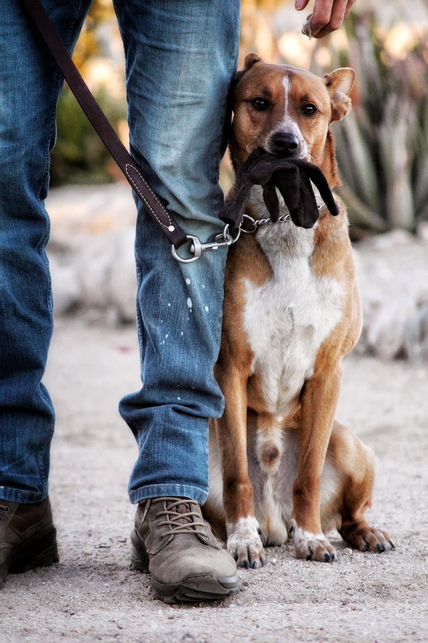 A person is walking a brown and white dog on a leash.