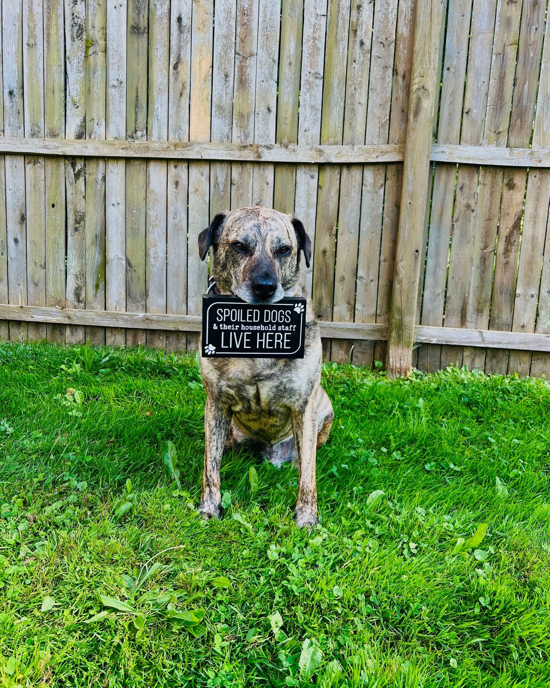 A dog is sitting in the grass with a license plate in its mouth.