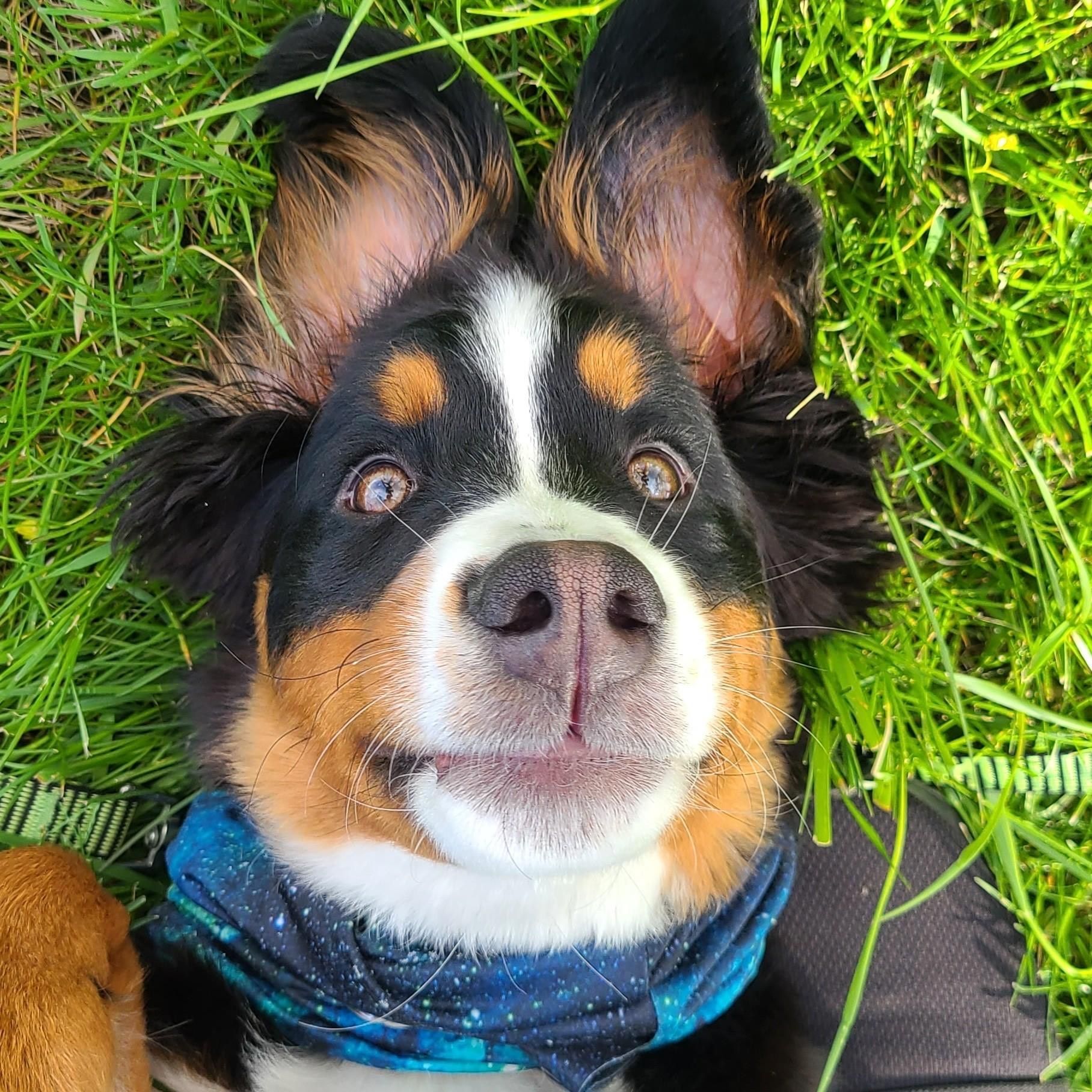 A dog wearing a bandana is laying in the grass.