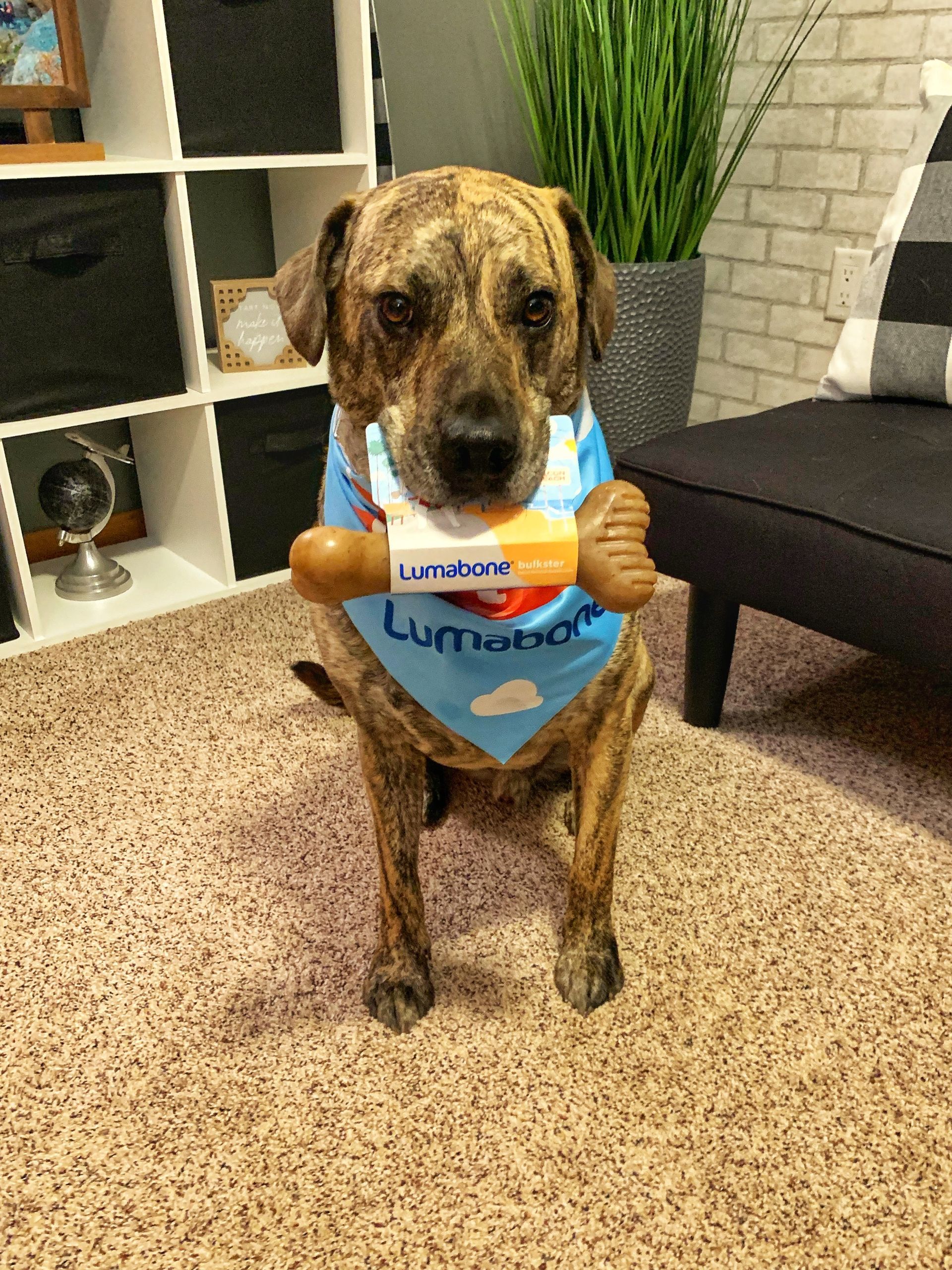 A dog wearing a bandana is holding a toy in its mouth.