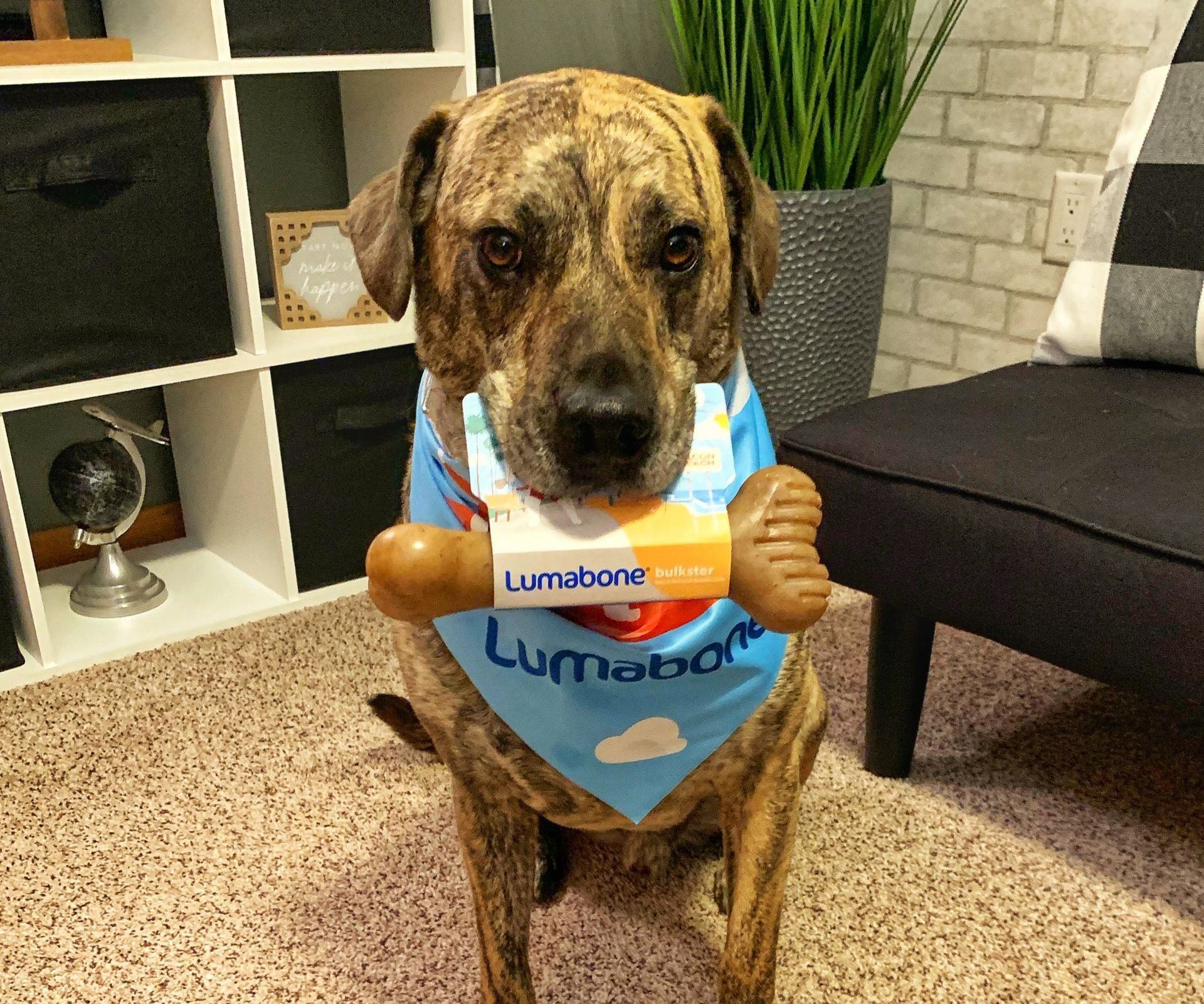 A dog wearing a bandana is holding a toy in its mouth.