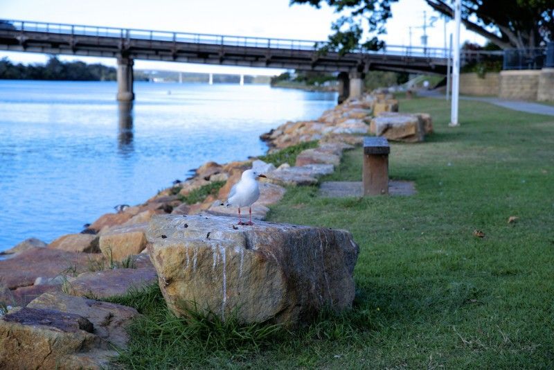 Seagull on a Rock by a Riverbank With a Bridge in the Background — Mid North Coast Solar Carports in Macksville, NSW
