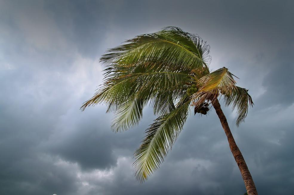 Disposal Service — Tree Blown by the Wind in Naples, FL