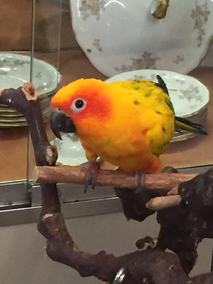 Florida — Yellow Orange and Green Bird in Deerfield Beach, FL
