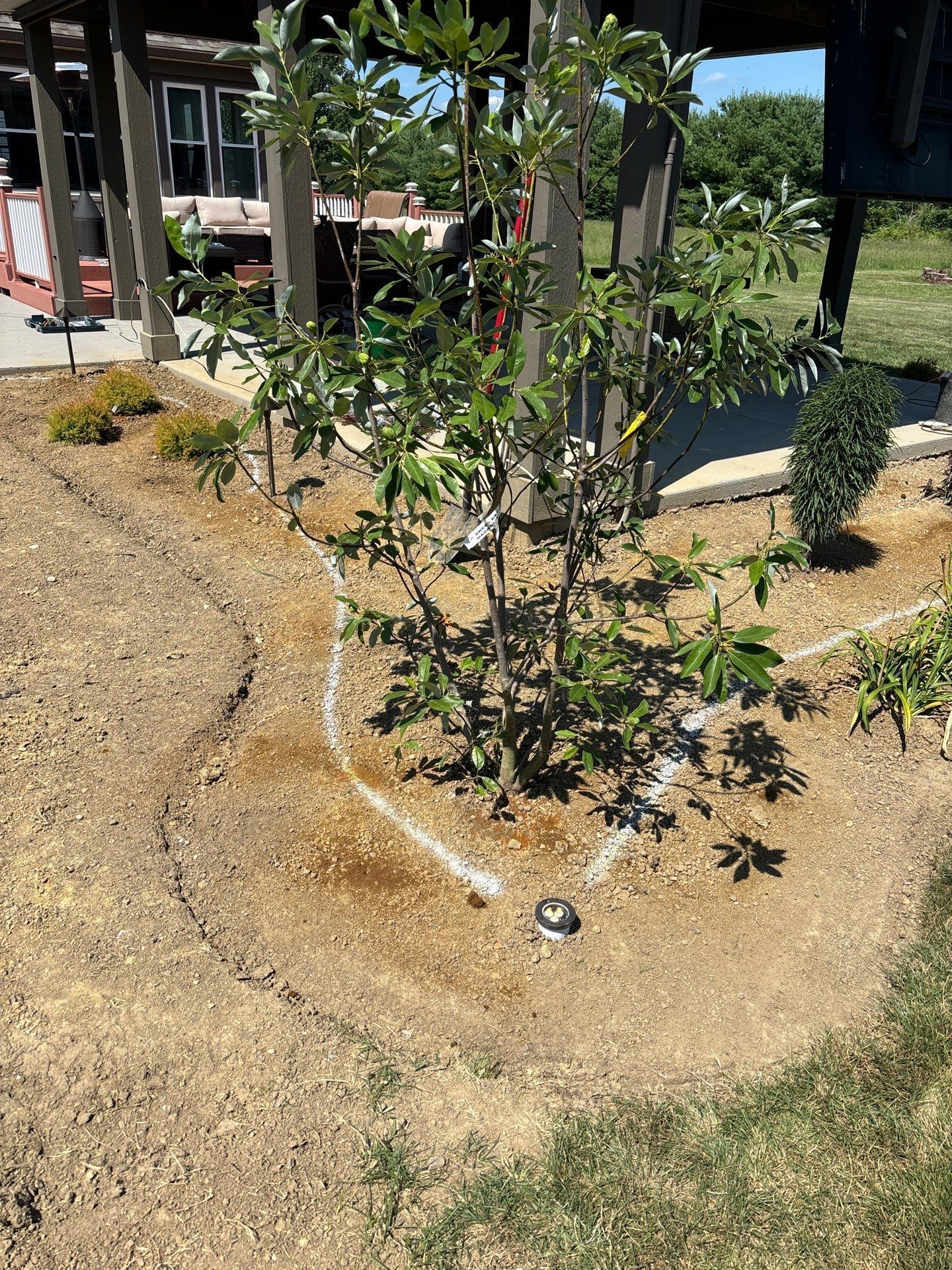 A tree is growing in the middle of a dirt field.