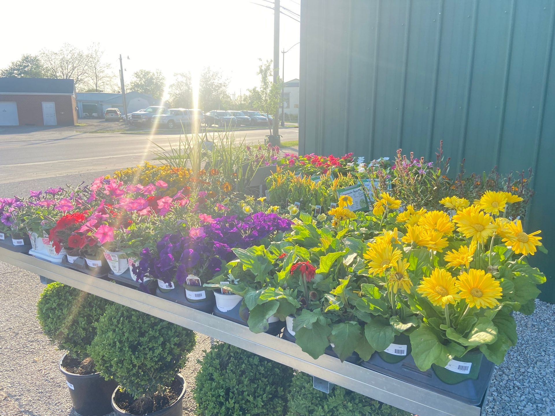 A tray of potted flowers is sitting in front of a green building.