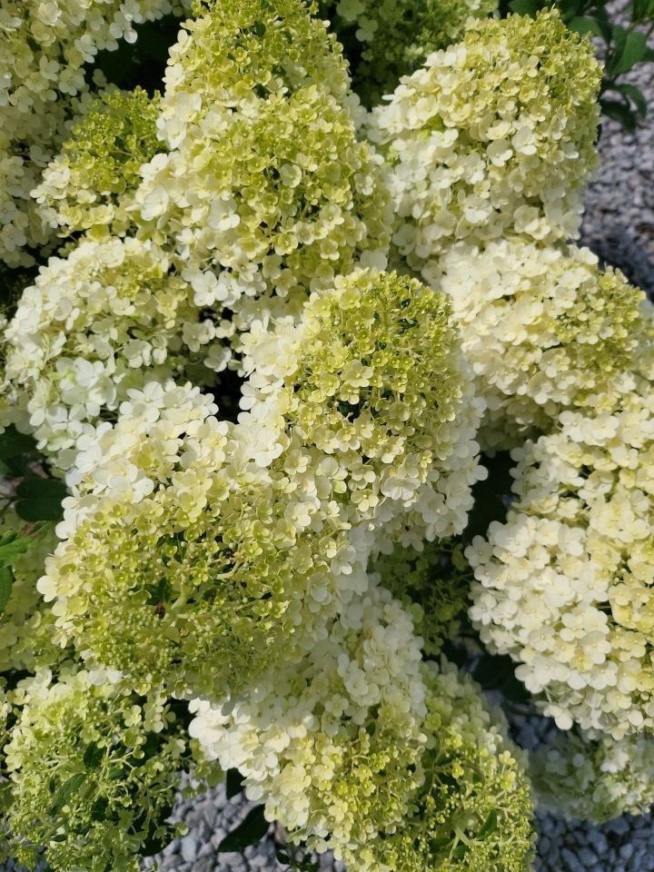 A close up of a bunch of white and green flowers