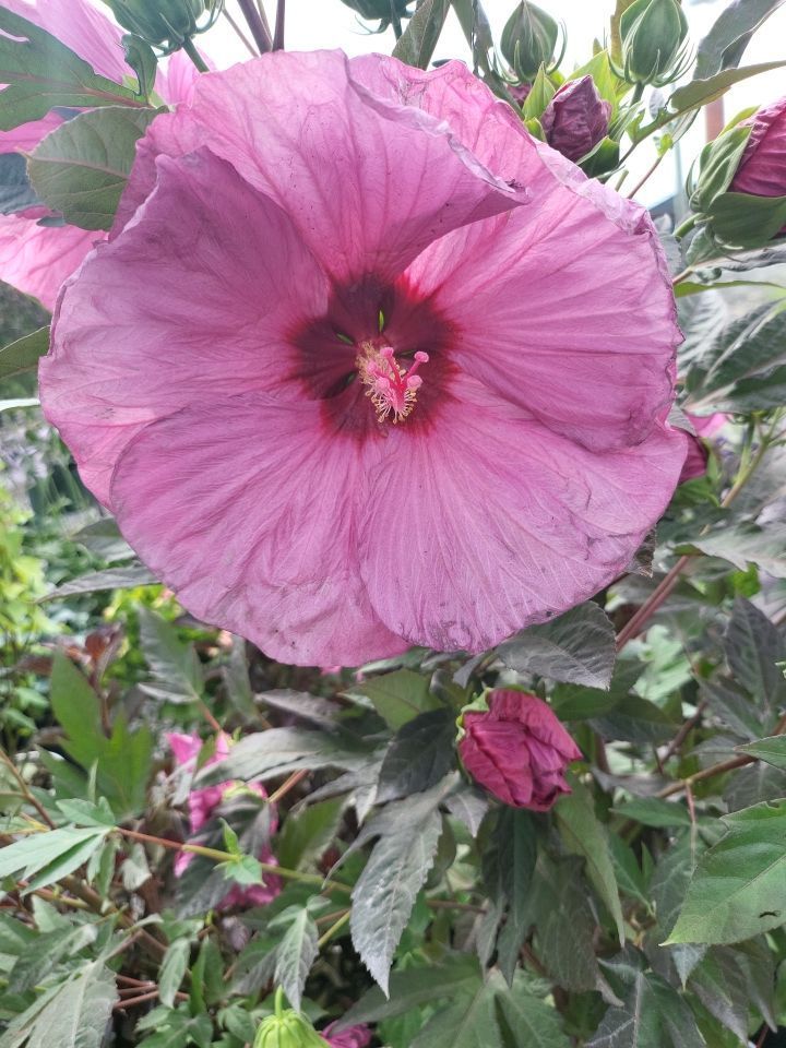 A close up of a purple flower surrounded by green leaves.
