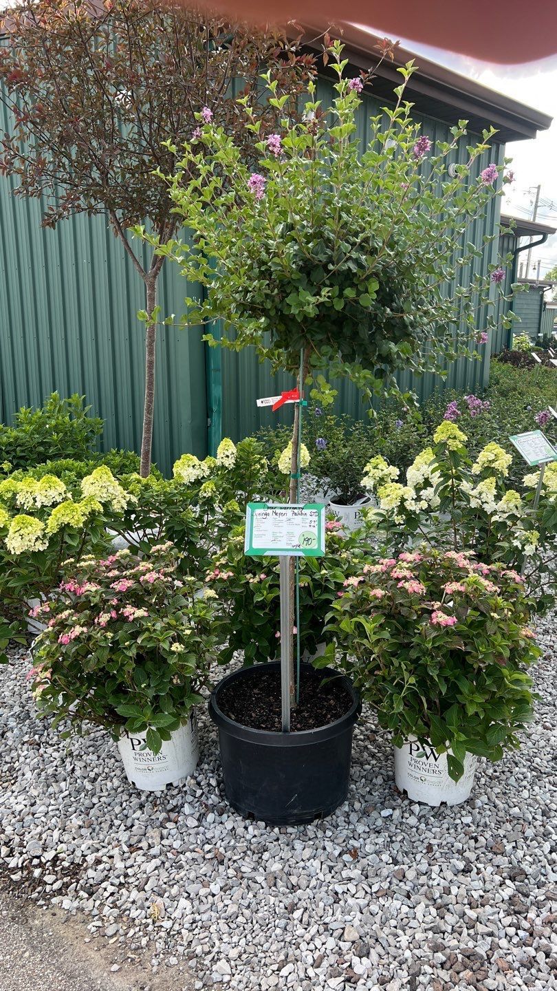 A tree in a pot with flowers in a garden.