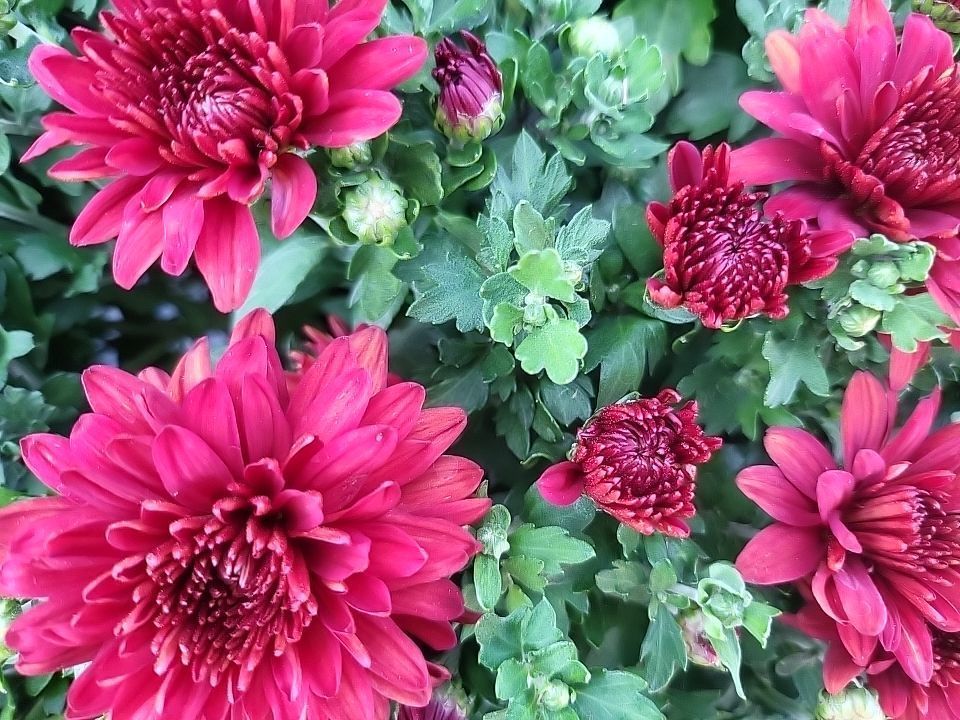 A bunch of red flowers with green leaves