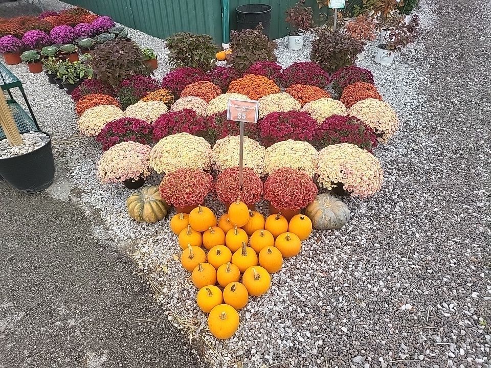 A bunch of pumpkins and flowers are arranged in the shape of a heart.