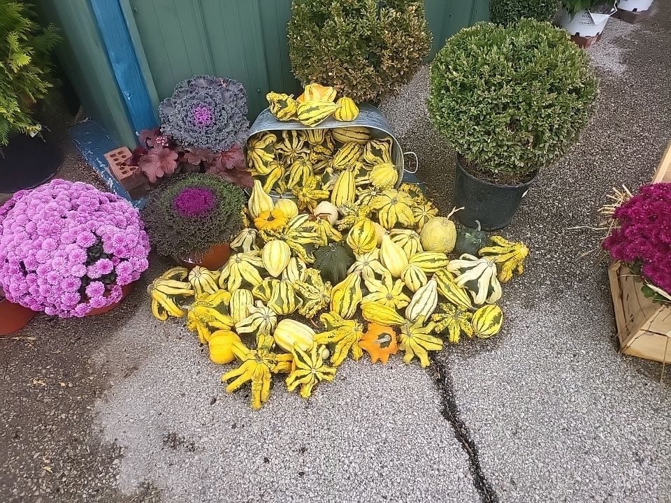A bunch of yellow gourds are sitting on the ground next to potted plants.