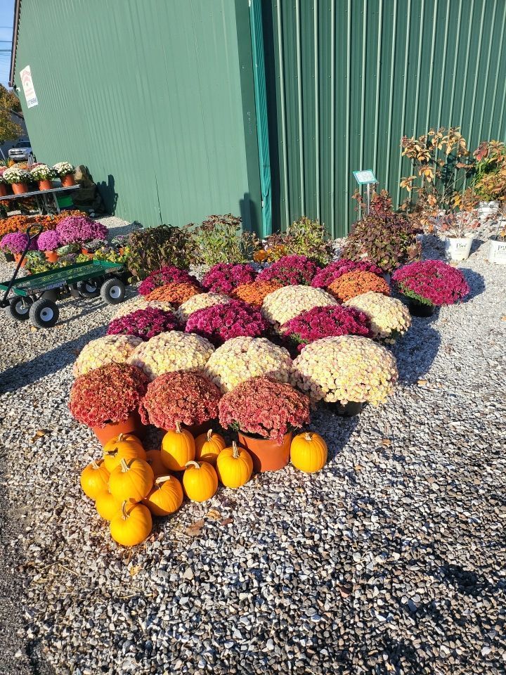 A bunch of flowers and pumpkins are sitting on the ground in front of a green building.