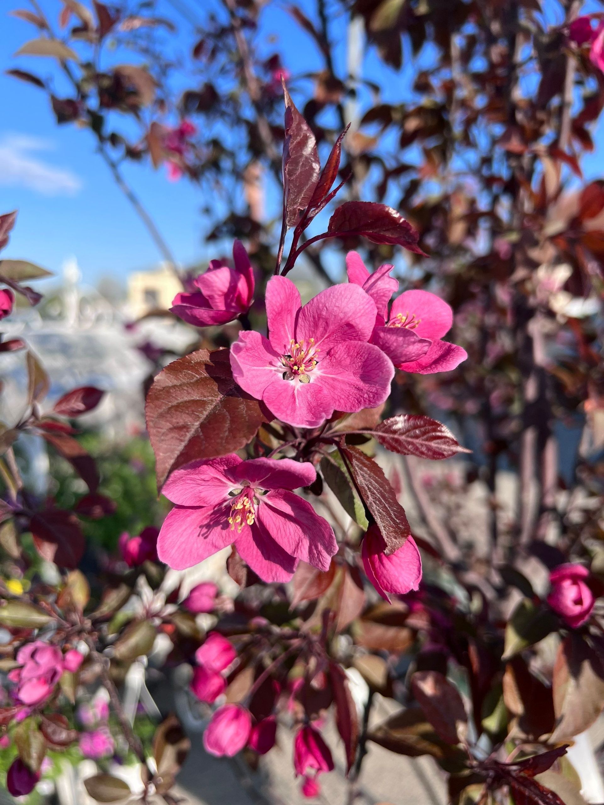 A close up of a pink flower on a tree branch.